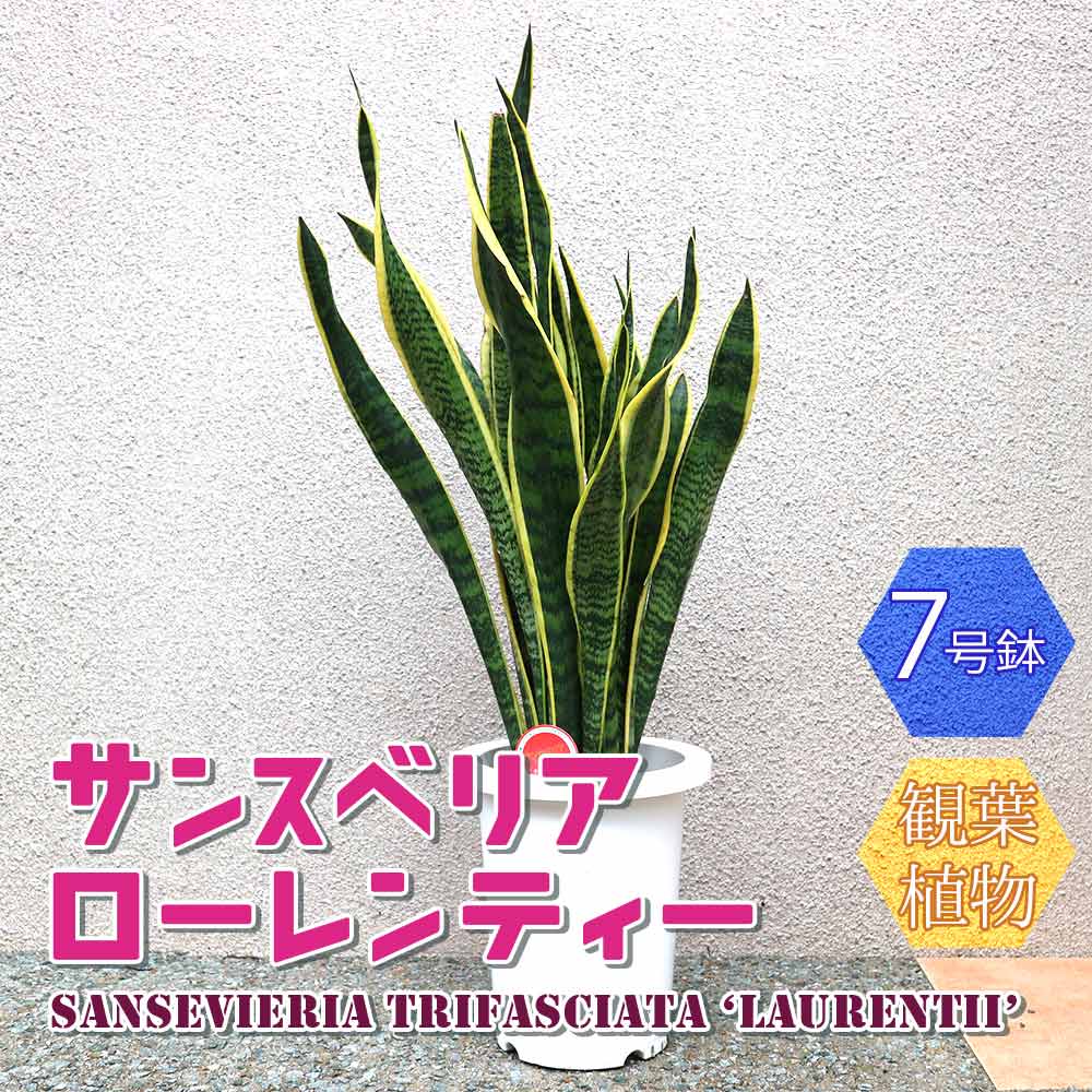 サンスベリア ローレンティー【中型 観葉植物 7号鉢/1個】| 【植物のITANSE】全品送料無料・即出荷!