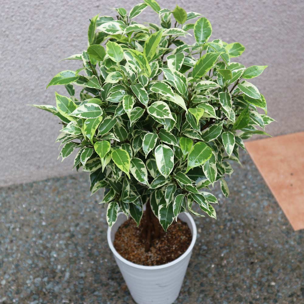 フィカス ベンジャミナ ニコル(斑入リ葉)【小型 観葉植物 5号鉢／1個