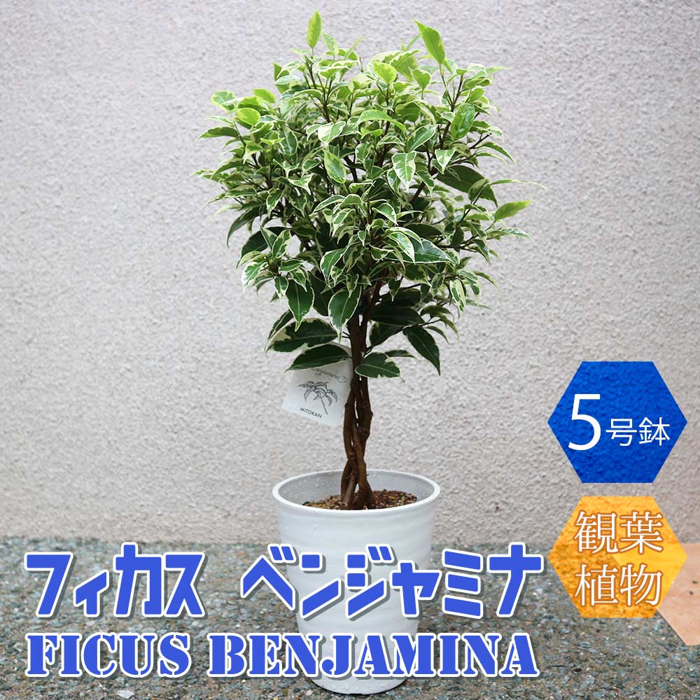フィカス ベンジャミナ ニコル(斑入リ葉)【小型 観葉植物 5号鉢／1個】