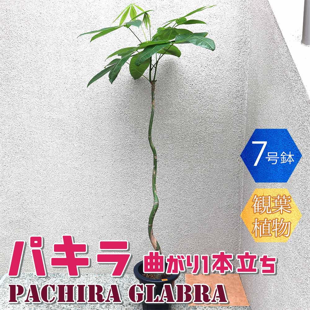 パキラ 曲がり1本立ち【大型 観葉植物 7号鉢／1個】