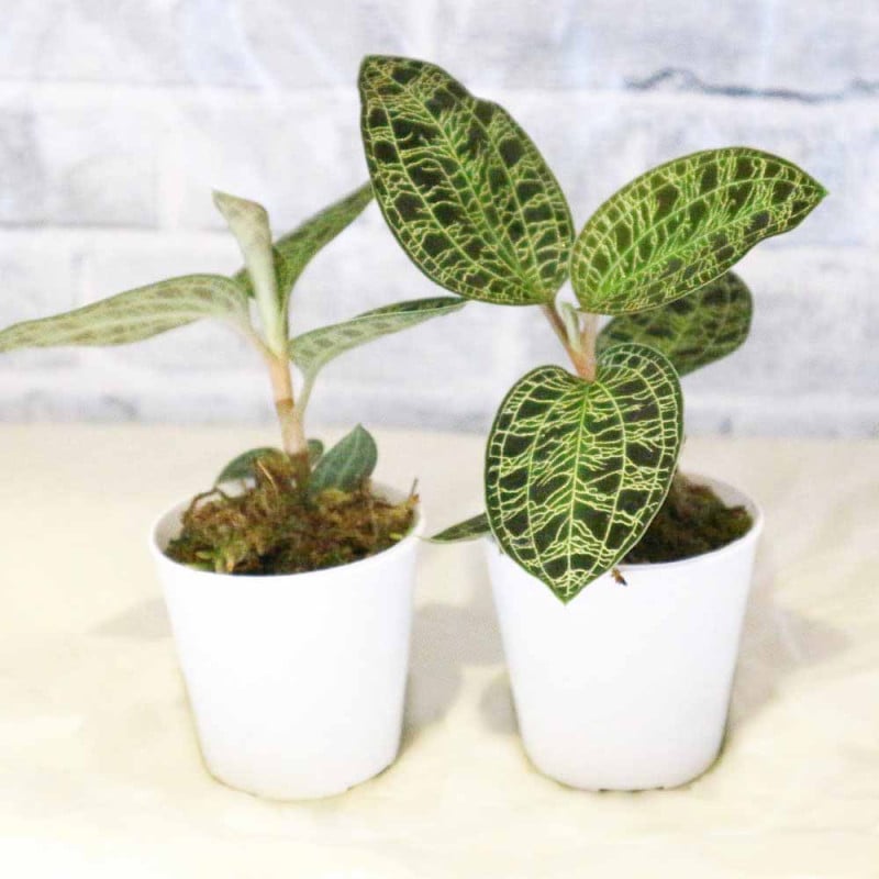 ジュエルオーキッド｜【植物のITANSE】全品送料無料・即出荷!