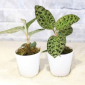 マコデス・ペトラ ジュエルオーキッド 葉を鑑賞する蘭(ラン)【小型 観葉植物 2号鉢／1個】|観葉植物
