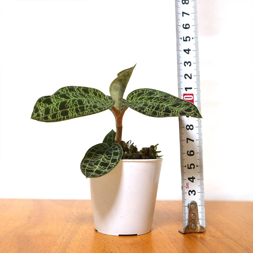 マコデス・ペトラ ジュエルオーキッド 葉を鑑賞する蘭(ラン)【小型