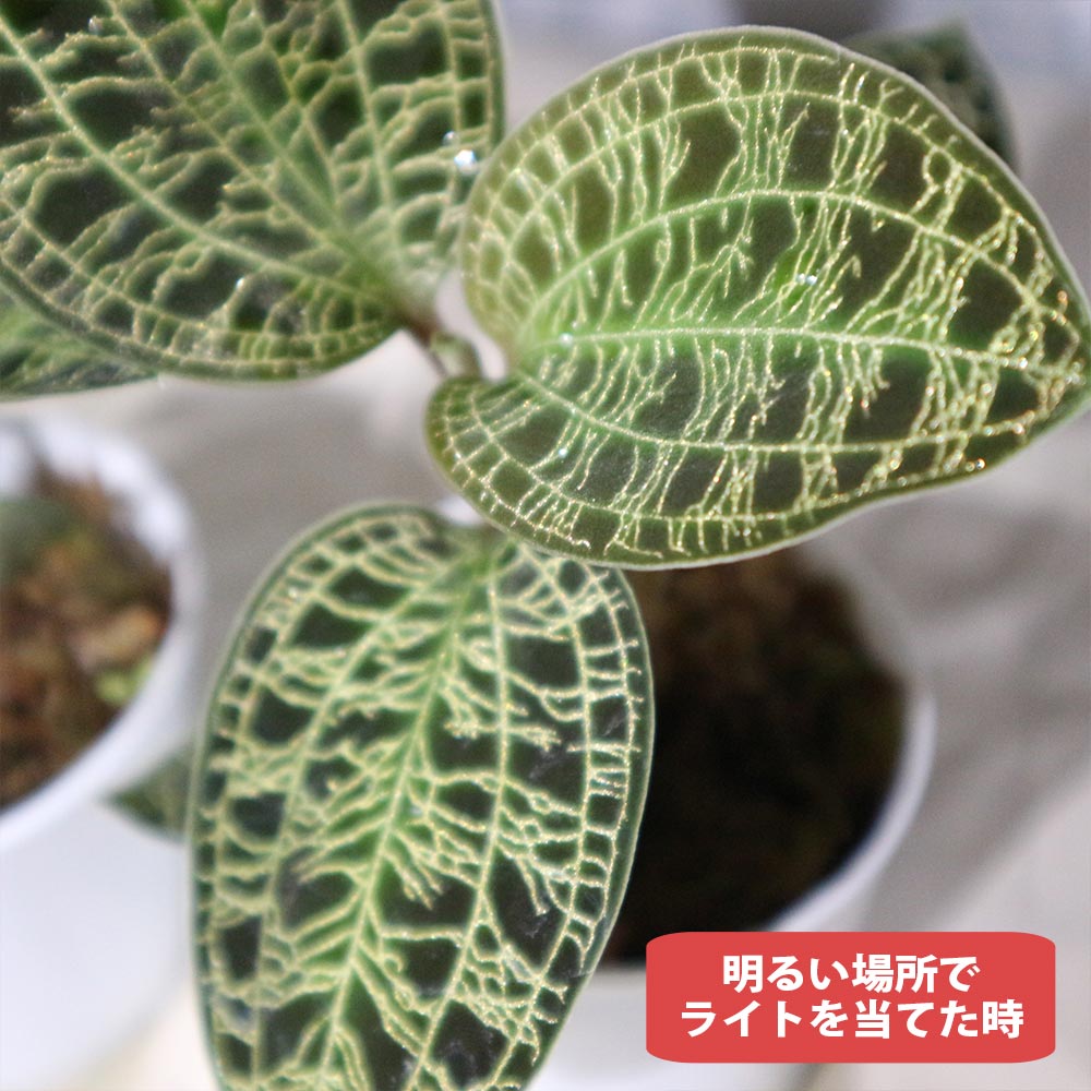 マコデス・ペトラ ジュエルオーキッド 葉を鑑賞する蘭(ラン)【小型