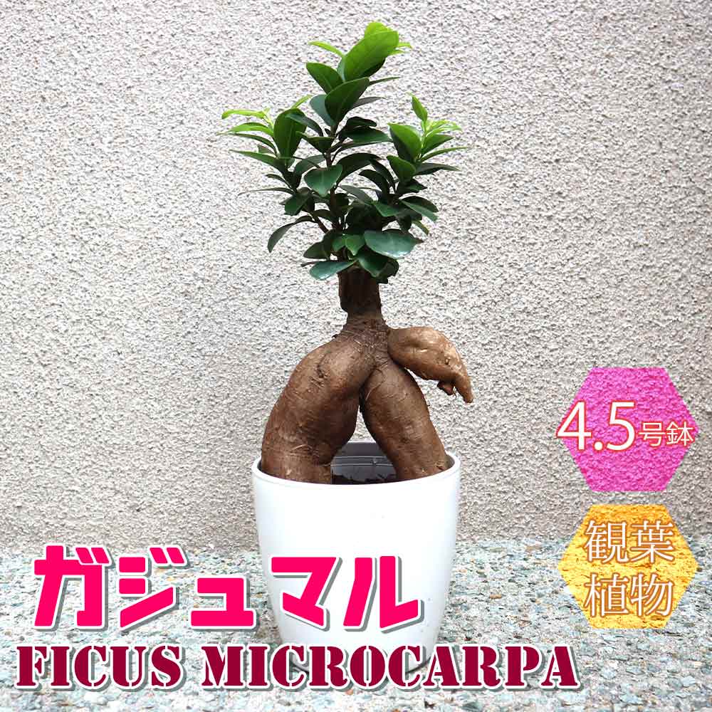 ガジュマル【小型 観葉植物 4.5号鉢／1個】