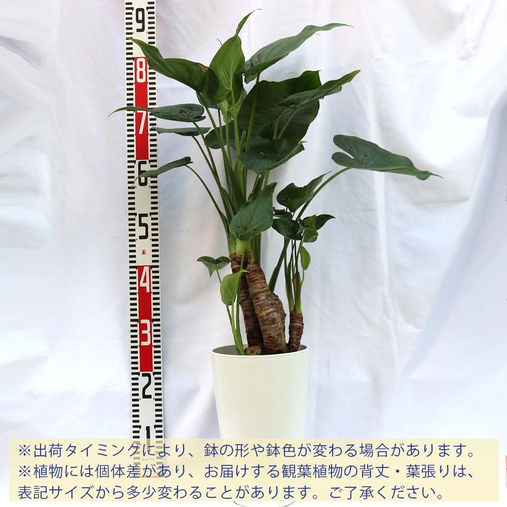 クワズイモ【中型 観葉植物 7号鉢／1個】｜ 【植物のITANSE