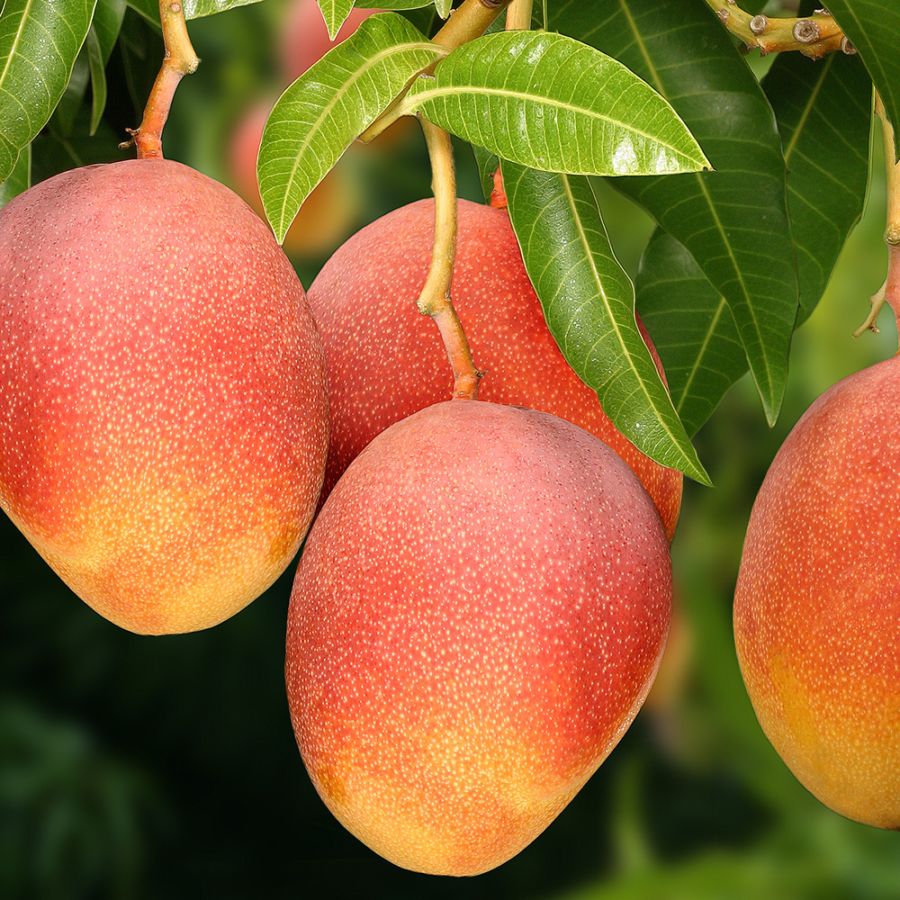 マンゴー アーウィンの苗木【果樹苗 1年生 接木苗(台木ドマンゴー在来種)21cmポット／1個】