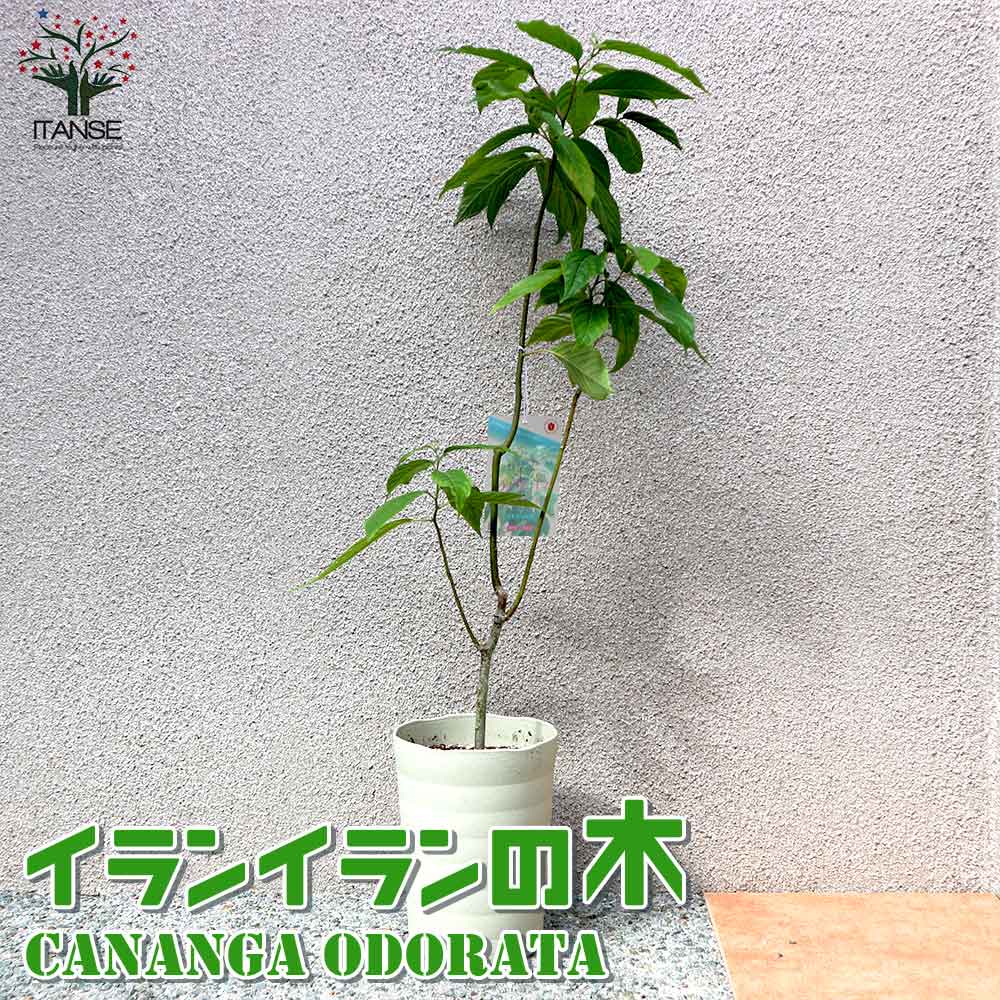 イランイラン 苗木 苗 観葉植物 8号ポット レアプラント 香水の原料