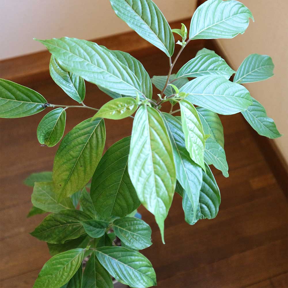 イランイランの木【花木 5～6号鉢／1個】｜ 【植物の