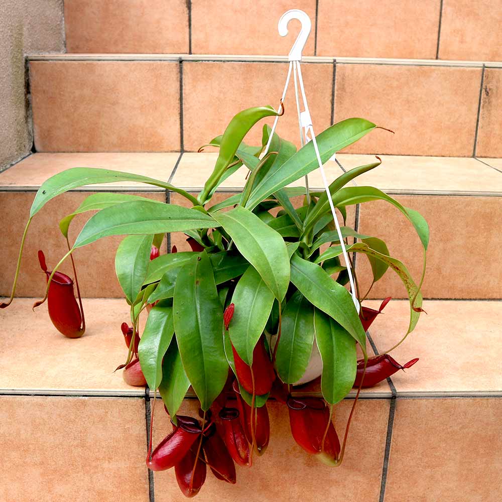 ネペンテス レディラック【食虫植物 6号吊り鉢／1個】｜ 【植物