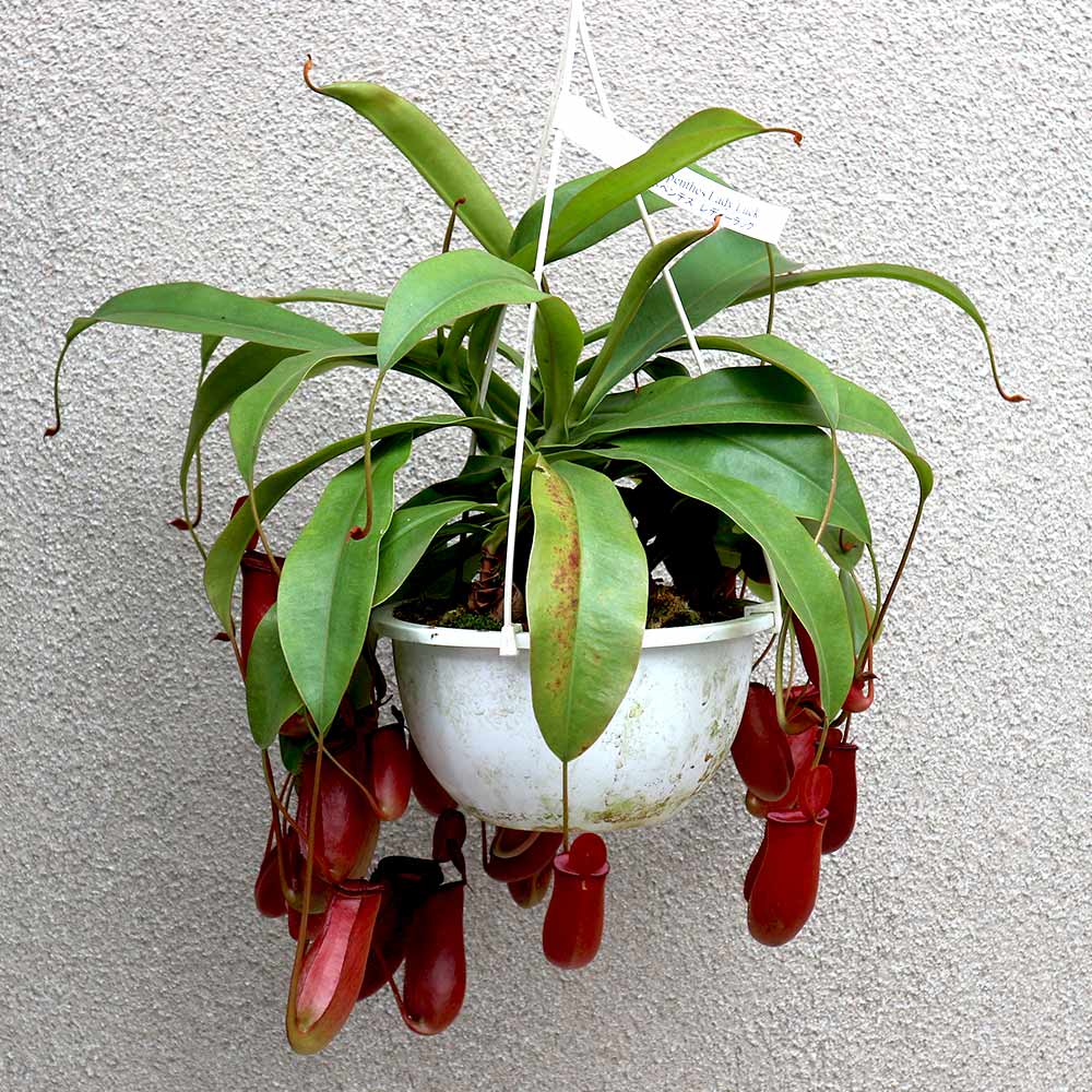 ネペンテス レディラック【食虫植物 6号吊り鉢／1個】｜ 【植物の