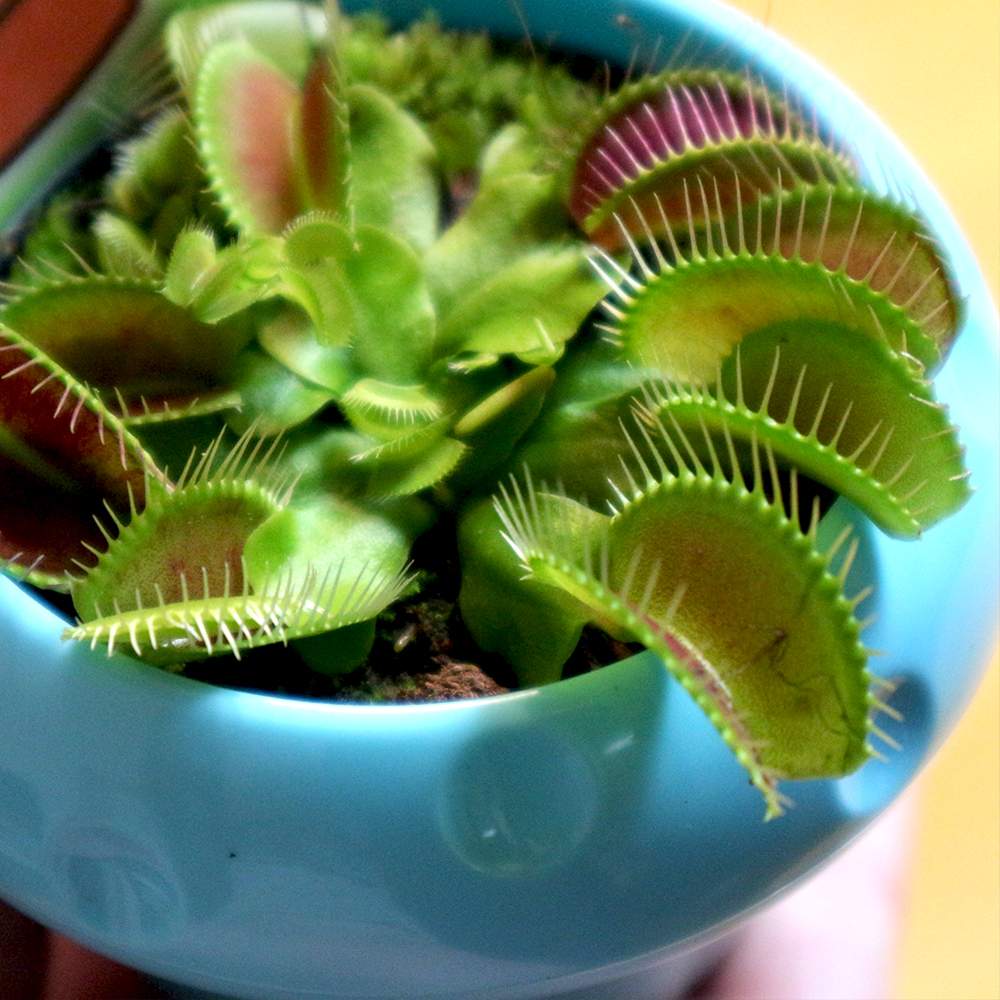 ハエ取草(ハエトリソウ)【食虫植物 5cmポット(鉢カバー付き)／1個】