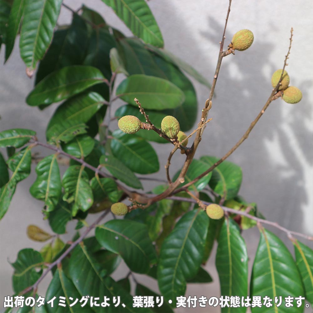 台湾竜眼取木苗木（特大） ロンガン苗 龍眼苗 りゅうがん苗