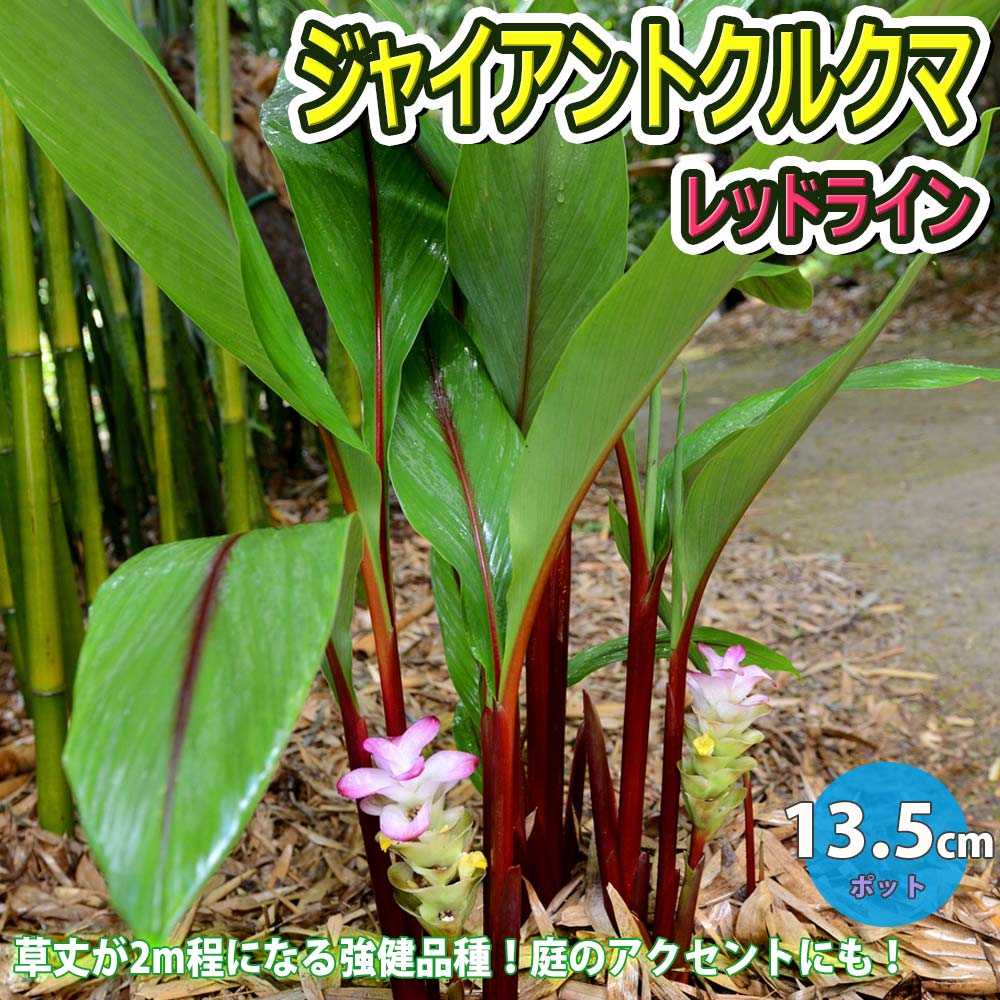 ジャイアントクルクマ レッドライン【草花苗 13.5cmポット／1個】