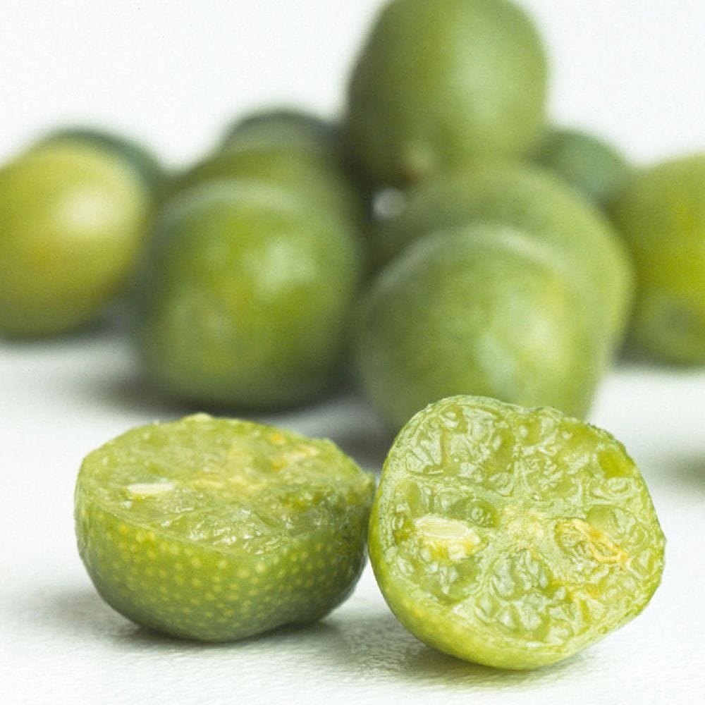 フィンガーライム デザートライム【果樹苗 12cmポット接木苗／1個】