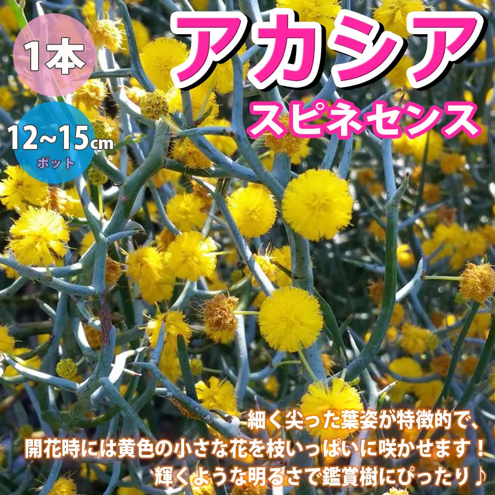 アカシア スピネセンス【花木 4～5号鉢／1個】