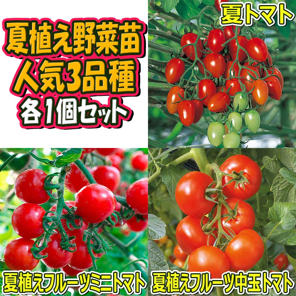 夏植え!人気のトマト苗 3品種セット セット品種：夏トマト・夏植えフルーツミニトマト・夏植えフルーツトマト【野菜苗 9cmポット自根苗 各1個/合計3個】