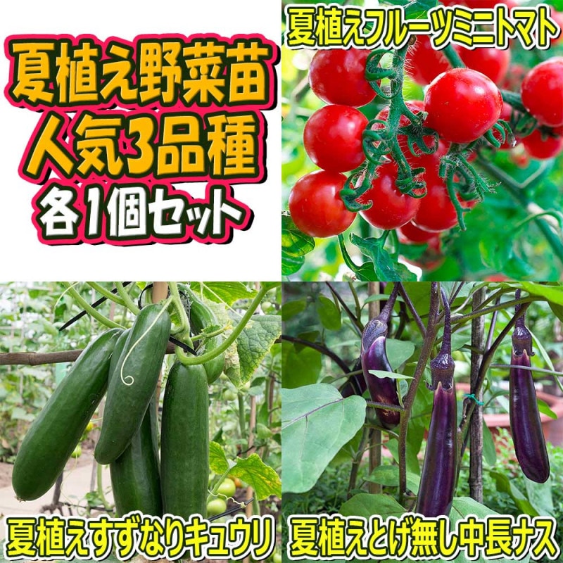 野菜苗セット｜【植物のITANSE】全品送料無料・即出荷!