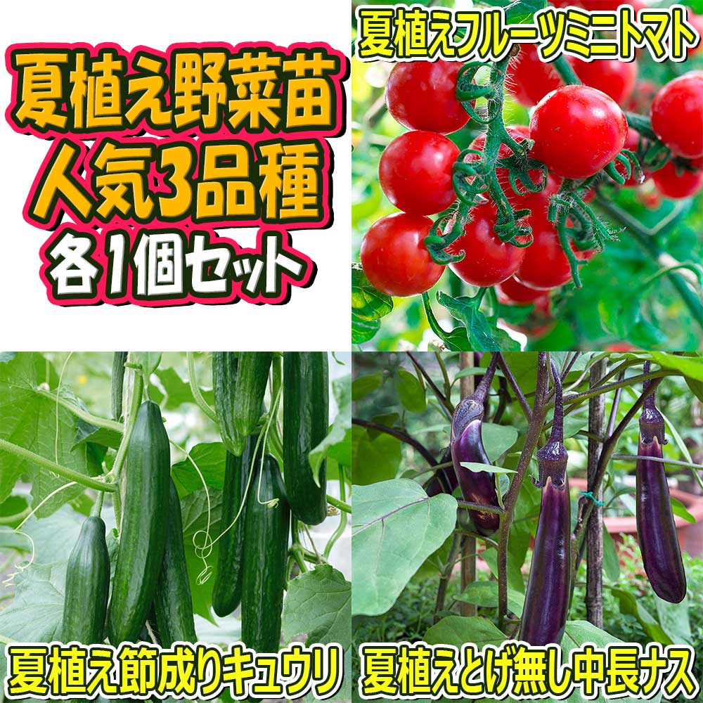 夏植え！人気のトマト苗・きゅうり苗・なすび苗セット セット品種：夏植えフルーツミニトマト・夏植え節成りきゅうり・夏植えとげ無し中長ナス【野菜苗 9cmポット自根苗 各1個/合計3個】