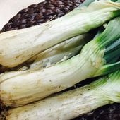 下仁田ねぎポット苗(干しねぎ挿し苗)【野菜苗 9cmポット／お買い得2個セット】|野菜苗