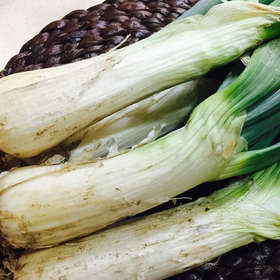 下仁田ねぎポット苗(干しねぎ挿し苗)【野菜苗 9cmポット／お買い得2個セット】