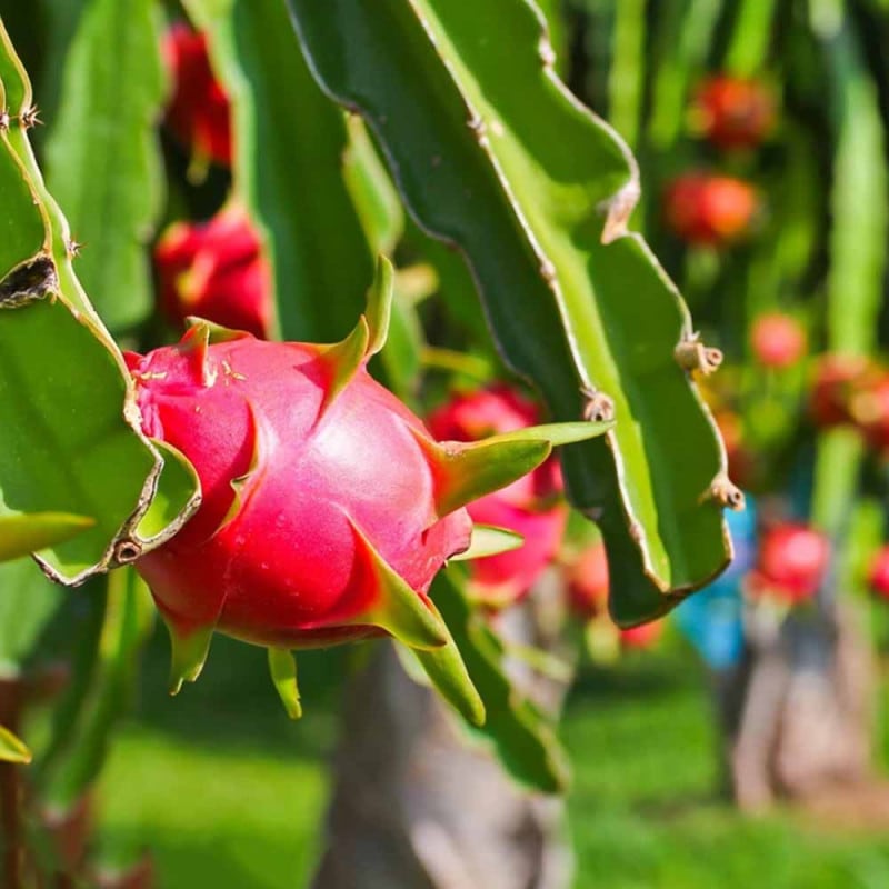 ドラゴンフルーツ｜【植物のITANSE】全品送料無料・即出荷!