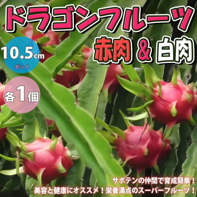 果樹苗セット｜【植物のITANSE】全品送料無料・即出荷!