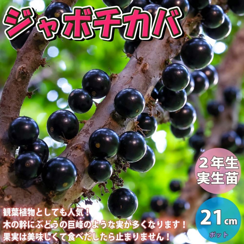 【希少ジャボチカバ】Plinia rivularis 苗 熱帯果樹 希少ジャボチカバ】Plinia rivularis 苗 熱帯果樹 【公式通販】