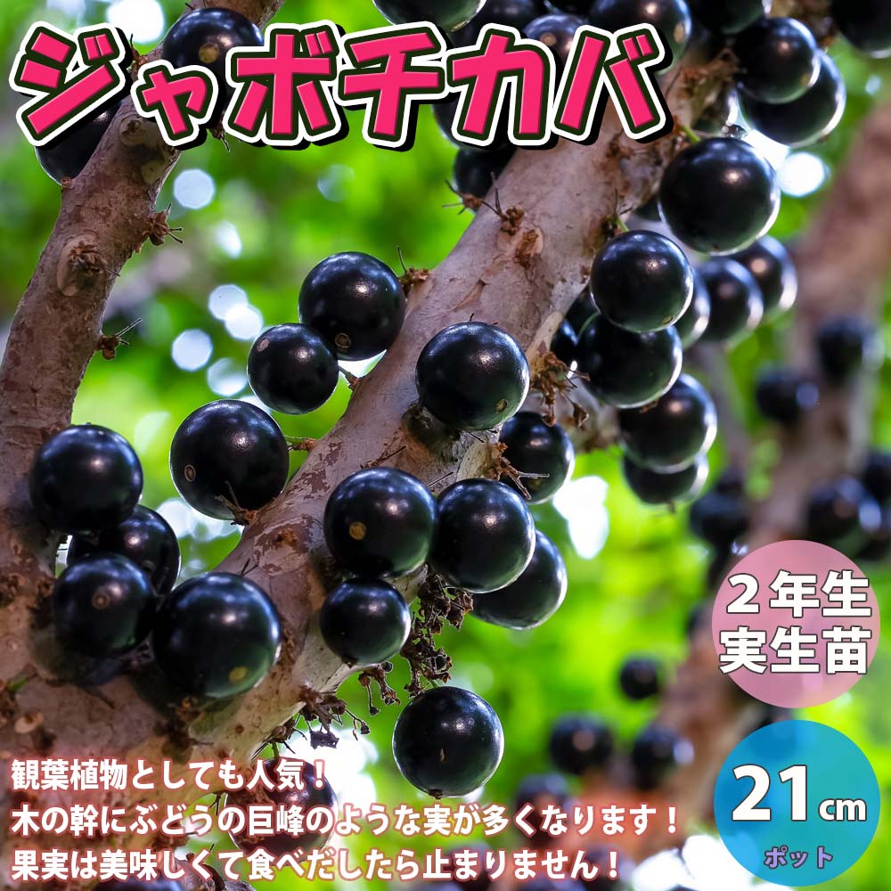 ジャボチカバ【21-303】実生5年生 ジャボチカバ【21-303】実生5年生 ジャボチカバ【21-303】実生5年生