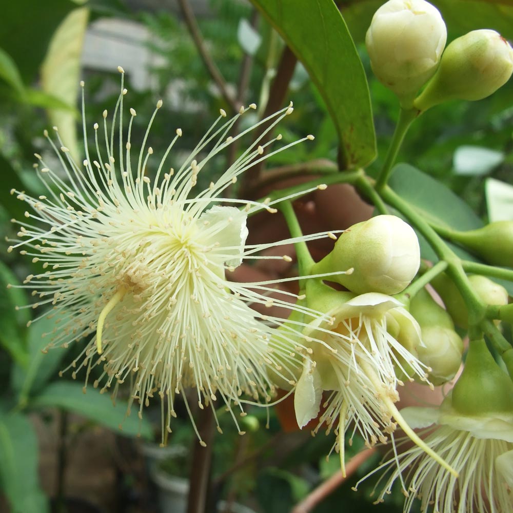 赤レンブの苗木【果樹苗 2年生実生苗 21cmポット／1個】｜ 【植物の