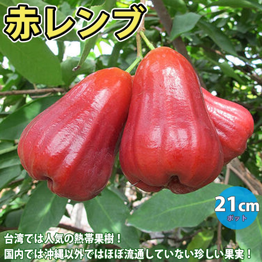 ピンク　レンブ　苗 ピンク レンブ 苗 レンブ（蓮霧）の増やし方