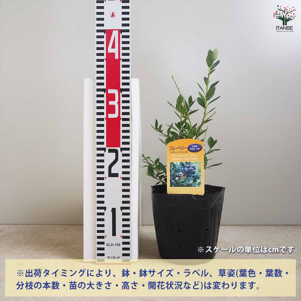大実サザンハイブッシュ系ブルーベリー サンシャインブルー【果樹苗