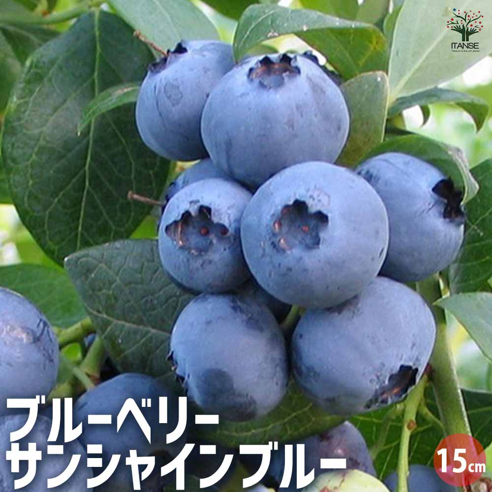 大実サザンハイブッシュ系ブルーベリー サンシャインブルー【果樹苗 挿し木苗15cmポット大苗／1個】