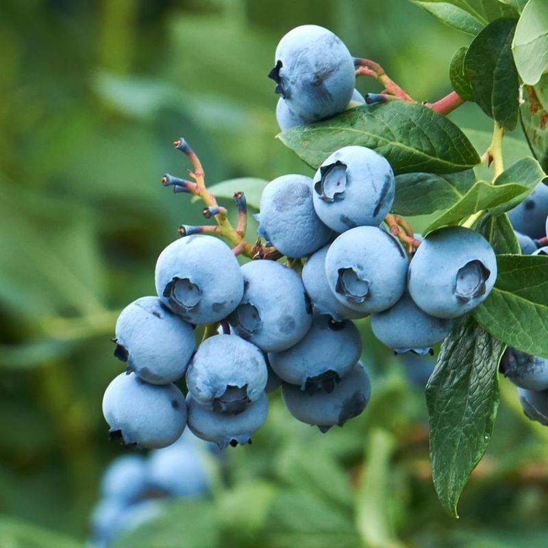ブルーベリー 超大実 【果樹の苗木 5号／1個売り】｜ 【植物の
