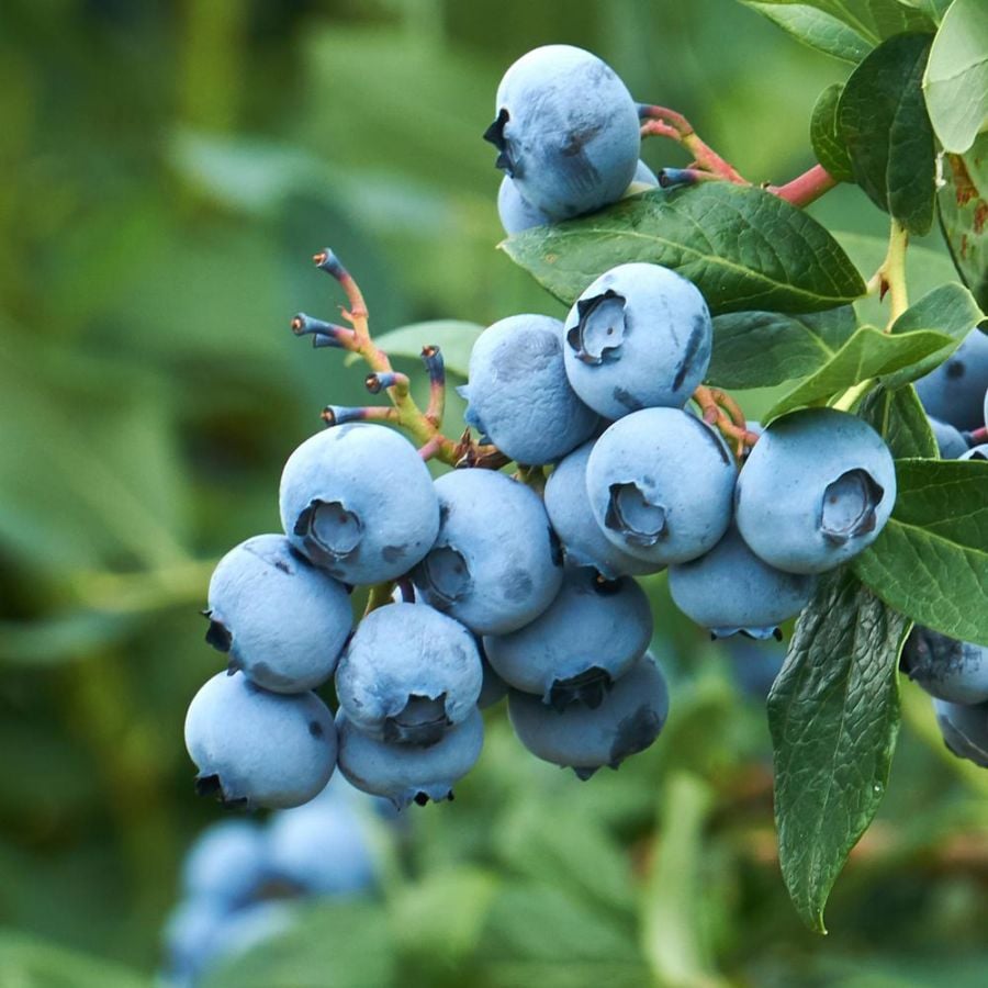 大実サザンハイブッシュ系ブルーベリー ダップリン【果樹苗 挿し木苗15cmポット大苗／1個】