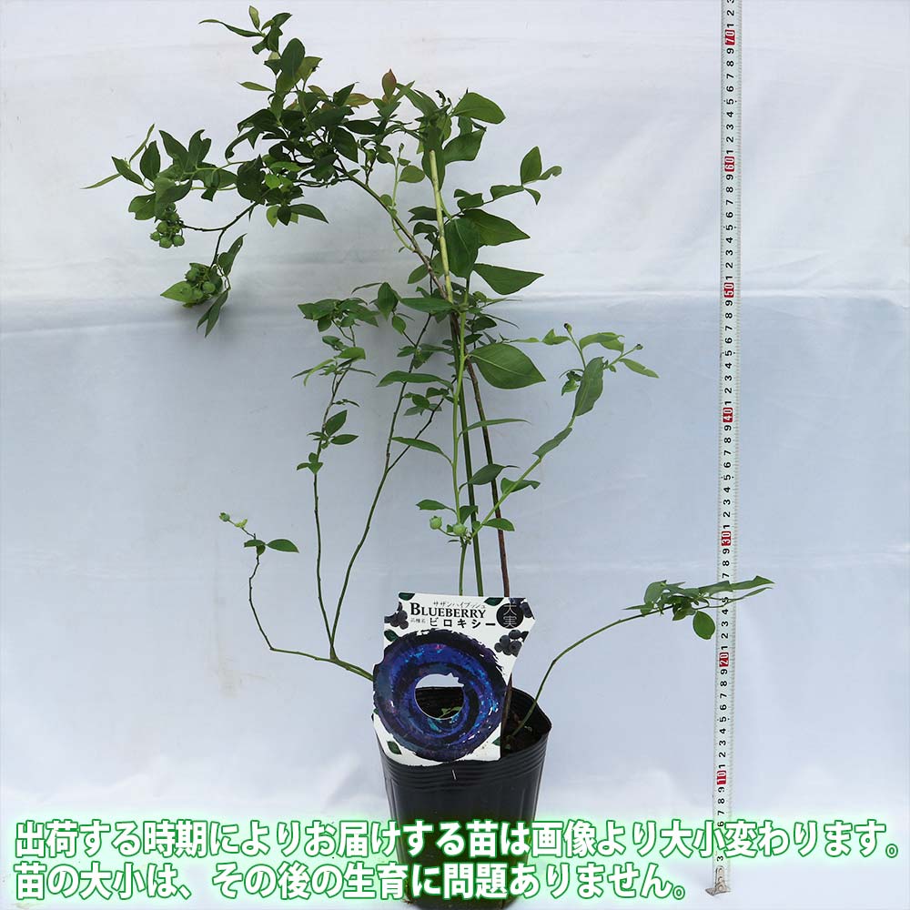 大実サザンハイブッシュ系ブルーベリー ビロキシー【果樹苗 挿し木苗