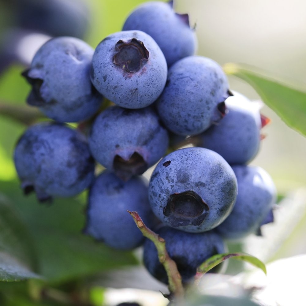 ラビットアイ系ブルーベリー デライト【果樹苗 挿し木苗15cmポット苗／1個】