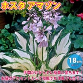 ホスタ(ギボウシ) アマゾン【花木苗 2年生苗18cmポット苗／1個】|植木・花木
