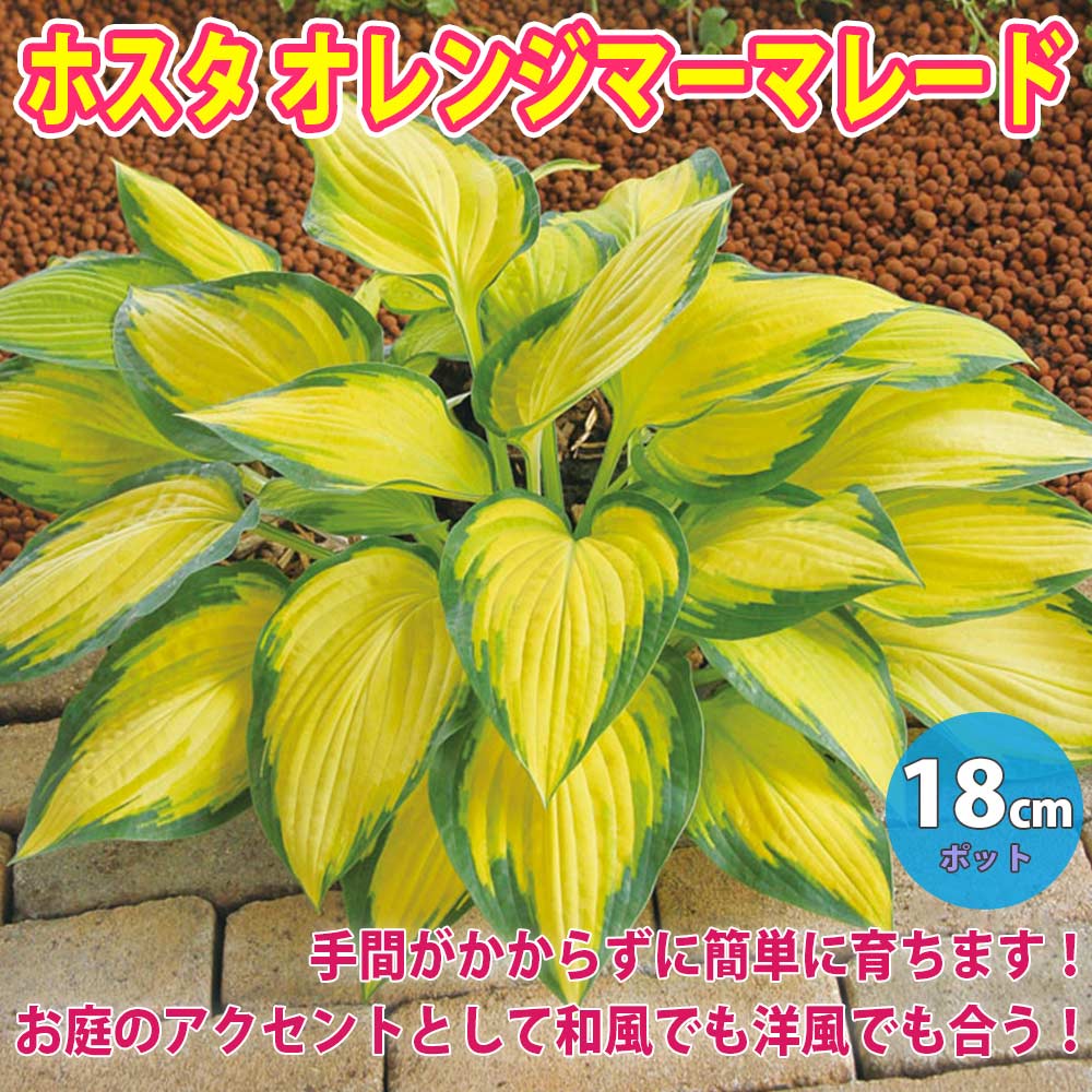 ホスタ(ギボウシ) オレンジマーマレード【花木苗 2年生苗18cmポット苗／1個】