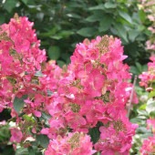 ハイドランジア マジカルファイヤー ノリウツギ(糊空木)【花苗 5号鉢苗木／1鉢】|植木・花木
