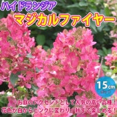 ハイドランジア マジカルファイヤー ノリウツギ(糊空木)【花苗 5号鉢苗木／1鉢】|植木・花木