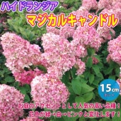 ハイドランジア マジカルキャンドル ノリウツギ(糊空木)【花苗 5号鉢苗木／1鉢】|植木・花木