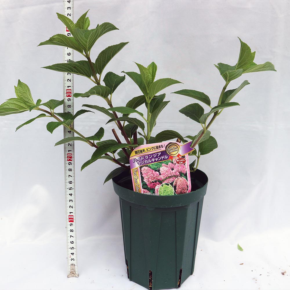 山採り ナツハゼ 1.7M(鉢底から)品番B