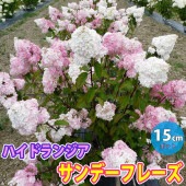 ハイドランジア サンデーフレーズ ノリウツギ(糊空木)【花苗 5号鉢苗木／1鉢】|植木・花木