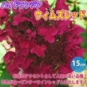 ハイドランジア ウィムズレッド ノリウツギ(糊空木)【花苗 5号鉢苗木／1鉢】|植木・花木