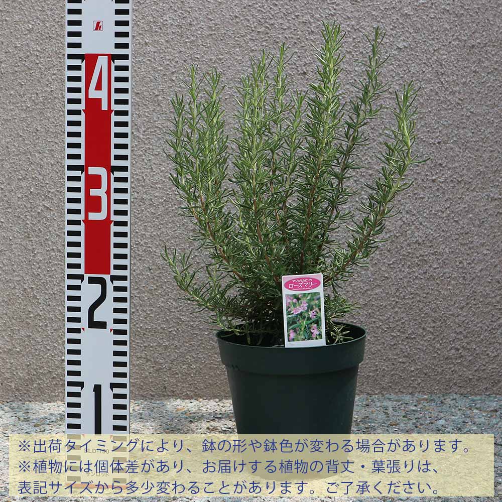 15苗セット大苗　マーブル錦 15苗セット大苗 マーブル錦 15苗セット大苗 マーブル錦