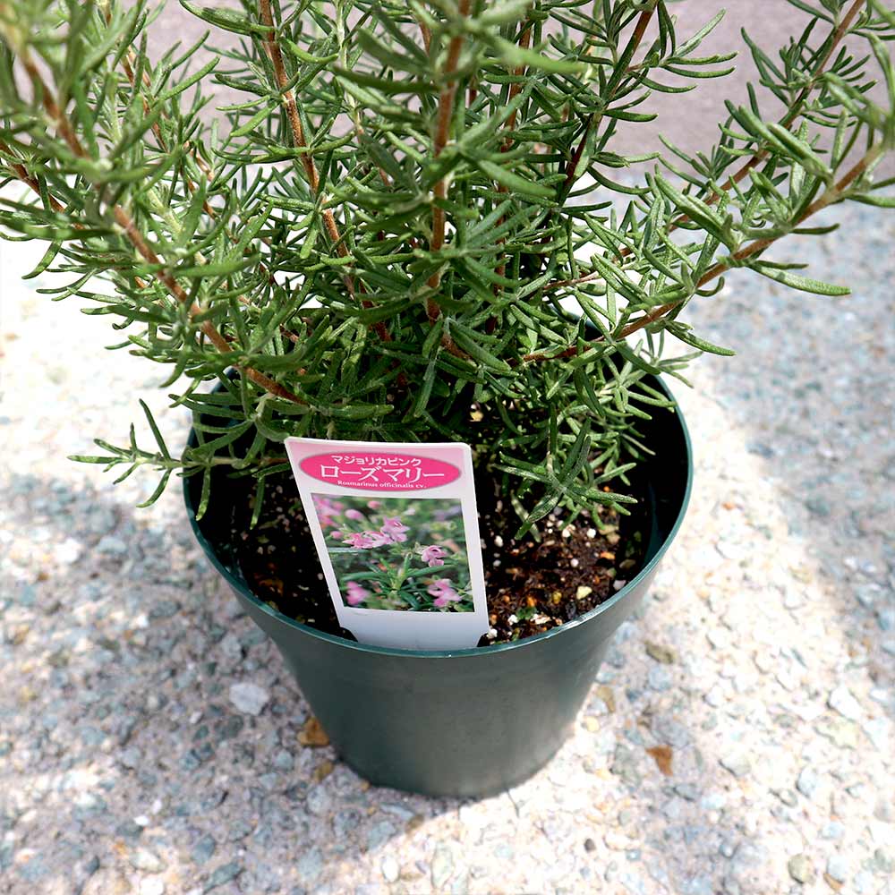 ローズマリープラグ苗200本 ローズマリープラグ苗200本 ハーブ ローズマリー 選べる5種 3.5寸ポット |