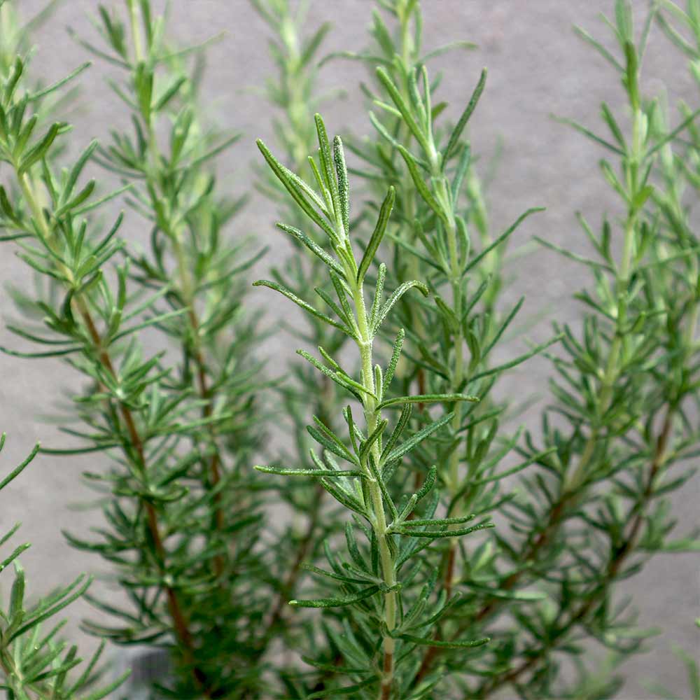 ローズマリー様 確認用 ローズマリー マジョルカピンク【ハーブ苗 5号鉢／1個】｜ 【植物の