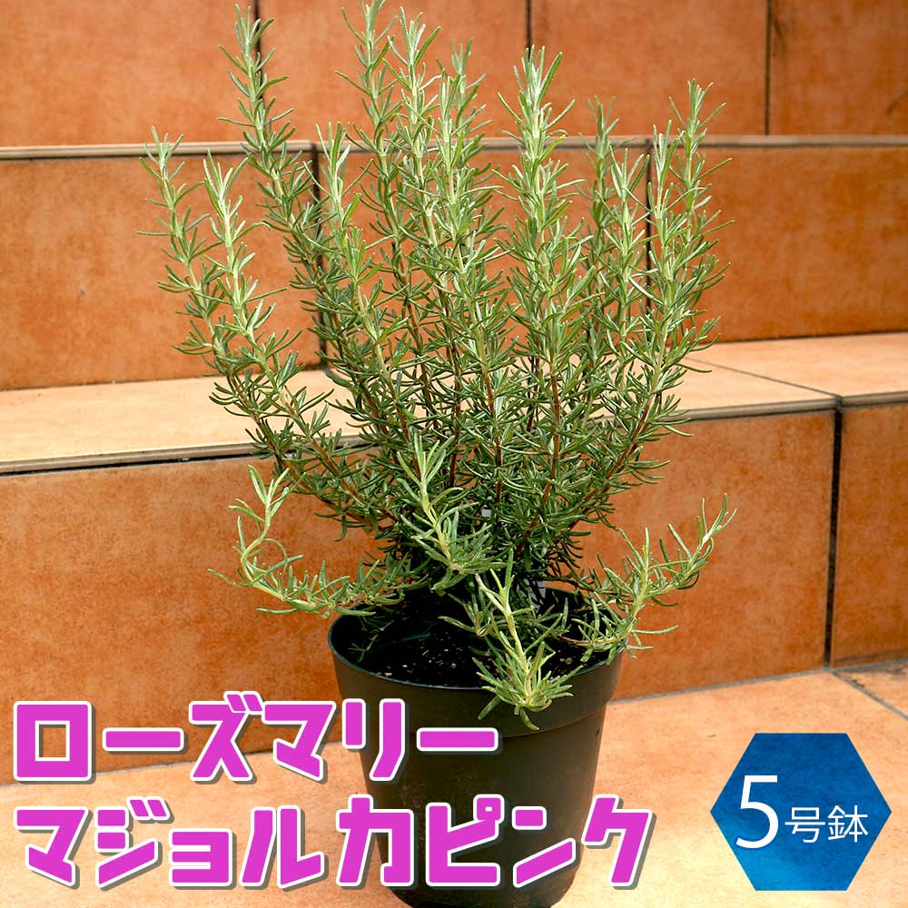 ローズマリー マジョルカピンク【ハーブ苗 5号鉢／1個】