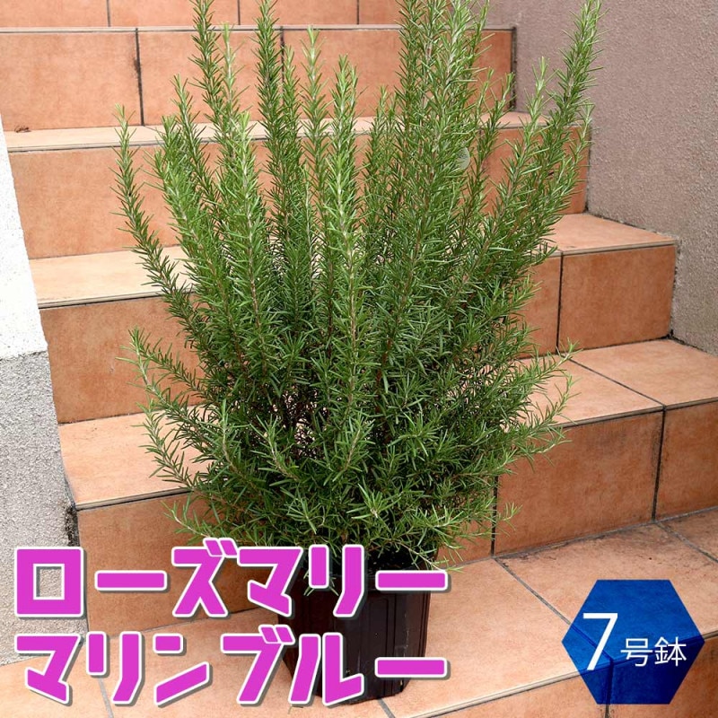 ミモザアカシア (ギンヨウアカシア)【庭木 3号ポット苗】｜ 【植物の